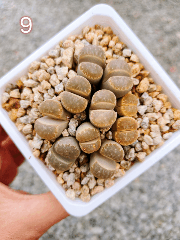 Lithops cluster 9