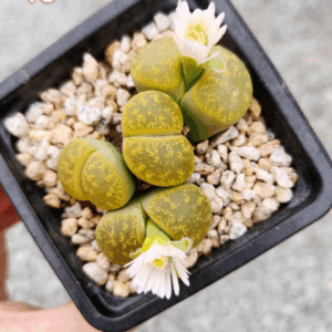 Lithops cluster 10