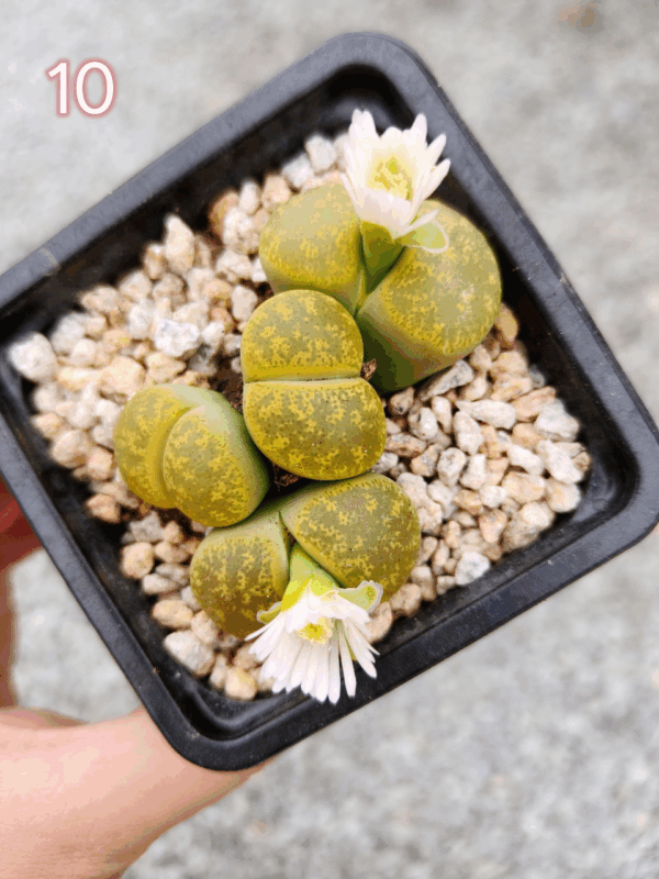 Lithops cluster 10