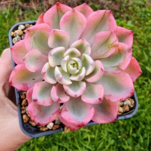 Echeveria No Trace of Tears variegata M