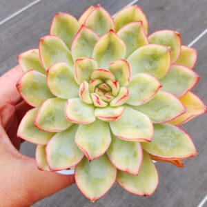 Echeveria Yellow Lotus variegata