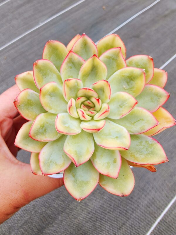 Echeveria Yellow Lotus variegata
