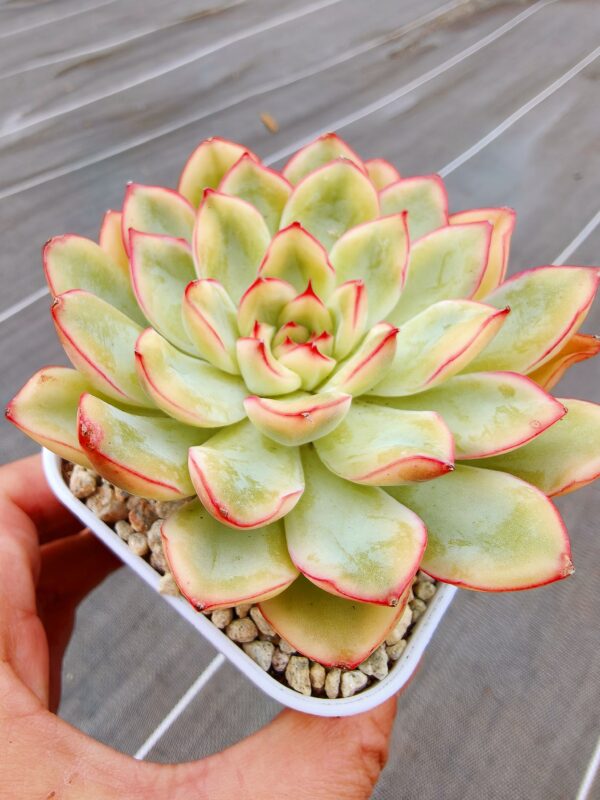 Echeveria Yellow Lotus variegata – Image 2