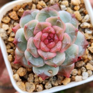 Echeveria Dewstone Jenny