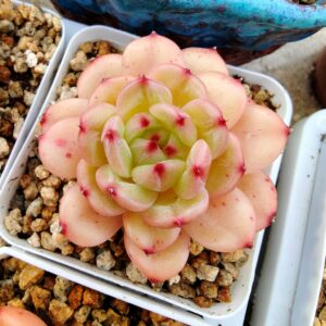 Echeveria Encore Hybrid