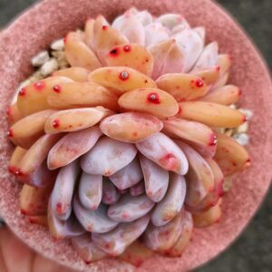 Echeveria Snow Angel double tête