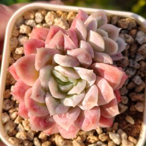 Echeveria Blood Dress variegata