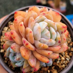 Echeveria Snow Angel double tête