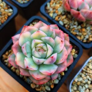 Echeveria Strawberry Cake variegata