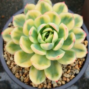 Echeveria Strawberry Ice variegata L