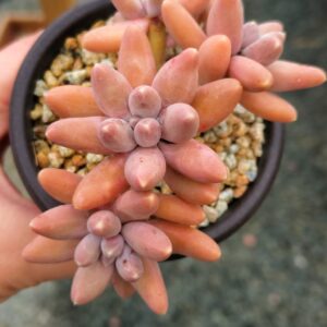 Pachyphytum Ulak cluster
