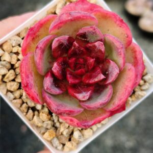 Echeveria Crimson Dream