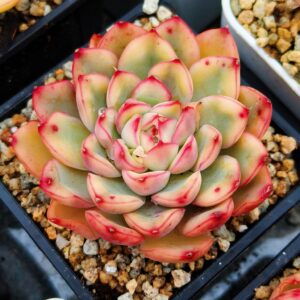 Echeveria Yellow Lotus variegata