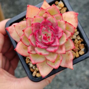 Echeveria Parrot