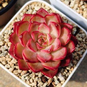Echeveria My Boo S
