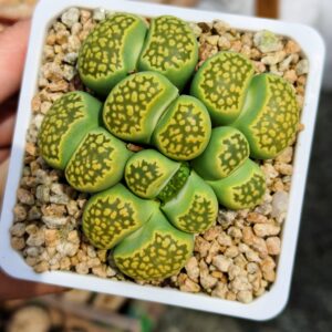 Lithops cluster 1