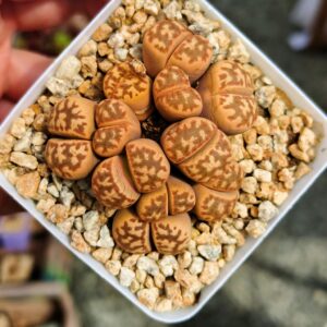 Lithops cluster 2