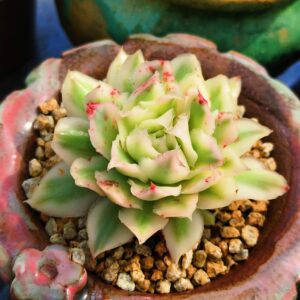 Echeveria Purple Butterfly variegata