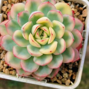 Echeveria Strawberry Ice variegata L