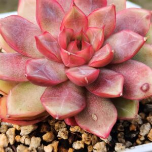 Echeveria My Boo
