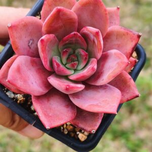 Echeveria Brown Sugar