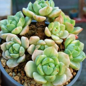 x Sedeveria Pudgye variegata cluster