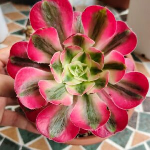 Aeonium Alice (rare)