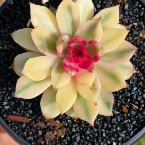 Echeveria Volcano variegata