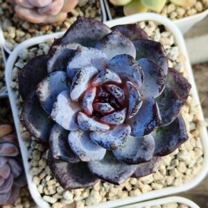 Echeveria Midnight Blush