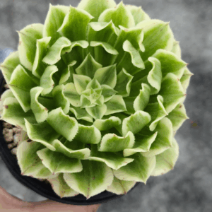 Aeonium Green Wave