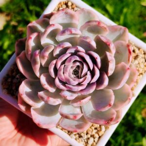 Echeveria Mexican Snowball variegata L