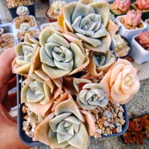 Echeveria Lovely Rose cluster A