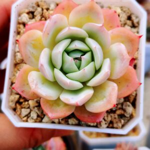 Echeveria Lily Hybrid