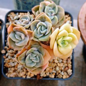 Echeveria Lovely Rose cluster B
