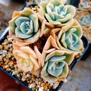 Echeveria Lovely Rose cluster C
