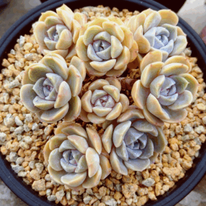 Echeveria Tynie Burger cluster B