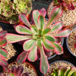 Aeonium Voodoo Silk