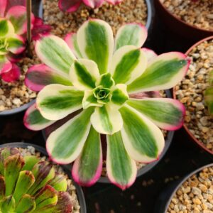 Aeonium Cherry variegata (très rare)