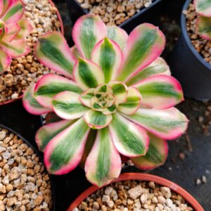 Aeonium Alice (rare)