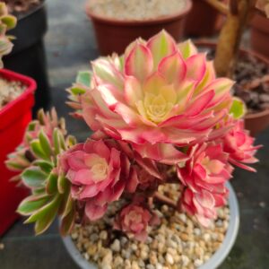 Aeonium Kaleidoscope Silk cluster