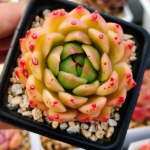 Echeveria Agavoide Cherry Blossom