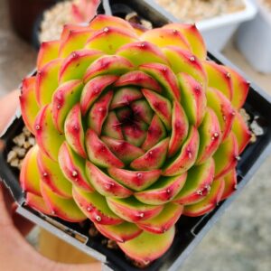 Echeveria Moon Stone L