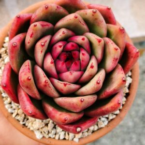 Echeveria Basong Jenny L