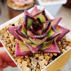 Echeveria agavoide Ebony