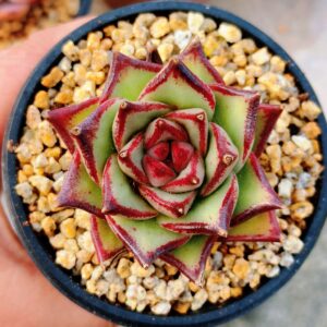 Echeveria agavoide Ebony Hybrid