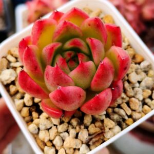 Echeveria Agavoide Fire