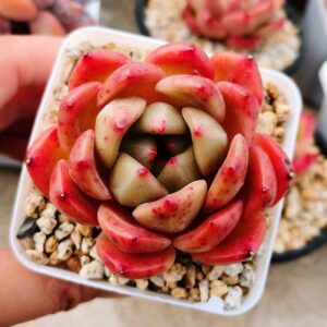 Echeveria Agvoide Jasmin