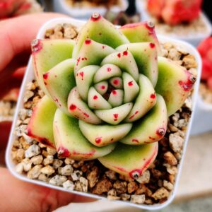 Echeveria Agvoide Jasmin Hybrid