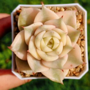 Echeveria Lake Baikal super variegata (rare)