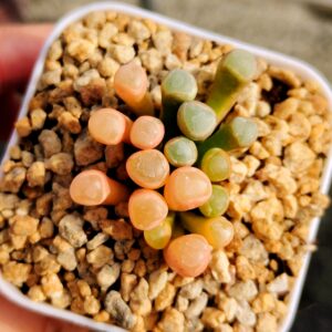 Fenestraria Aurantiaca Fa variegata B